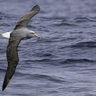 Albatros de Salvin