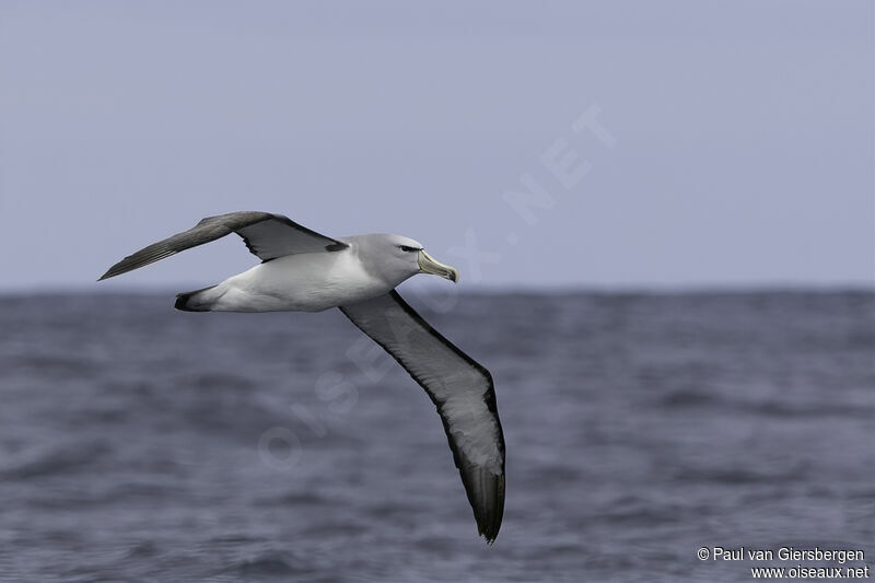 Albatros de Salvinadulte