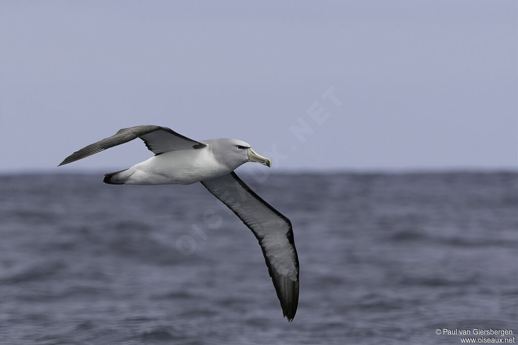 Albatros de Salvinadulte