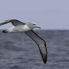 Albatros de Salvin