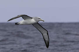 Salvin's Albatross