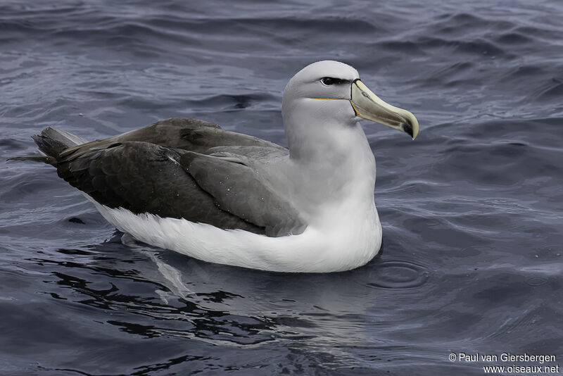 Salvin's Albatrossadult