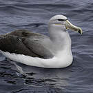 Albatros de Salvin
