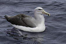 Albatros de Salvin