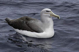 Salvin's Albatross