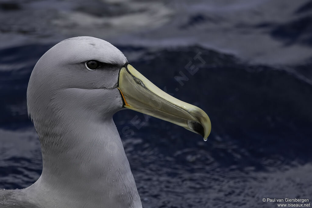 Salvin's Albatross