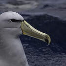 Albatros de Salvin