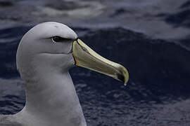 Albatros de Salvin