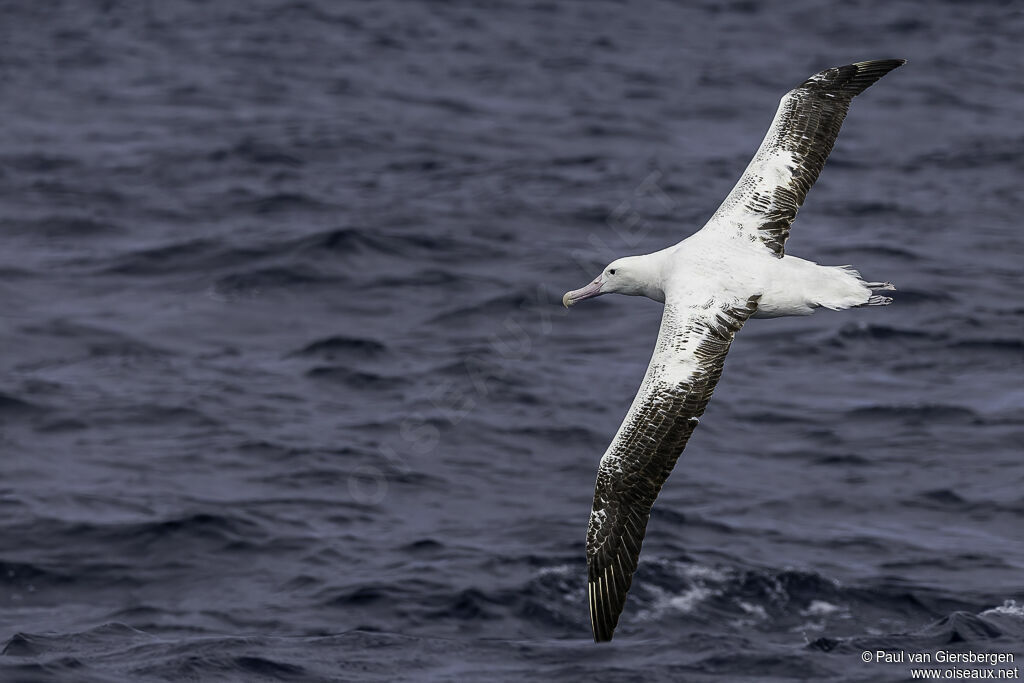 Albatros des Antipodesadulte