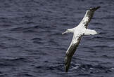 Albatros des Antipodes