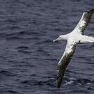 Albatros des Antipodes