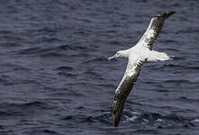 Albatros des Antipodes