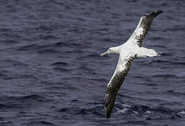 Antipodean Albatross