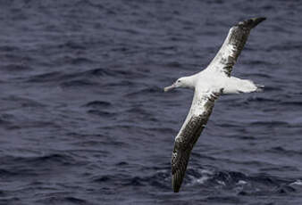 Albatros des Antipodes