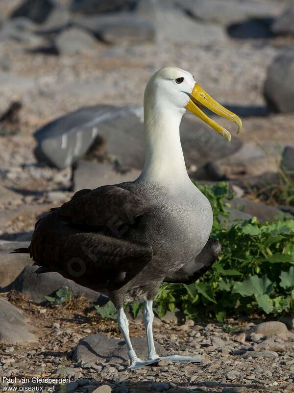 Albatros des Galapagosadulte, identification