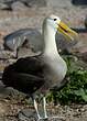 Albatros des Galapagos