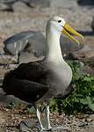 Albatros des Galapagos