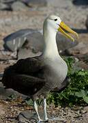 Waved Albatross