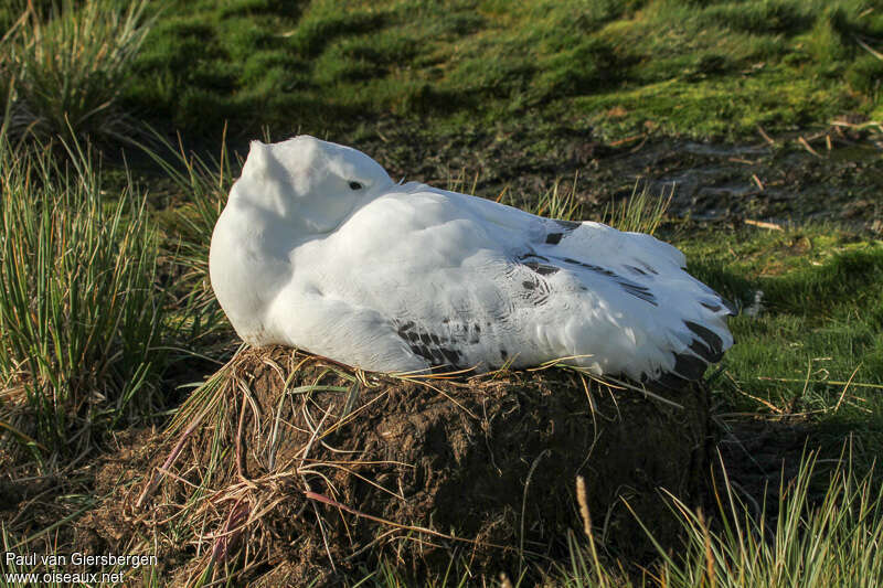 Albatros hurleuradulte, Nidification