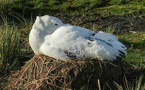 Snowy Albatross