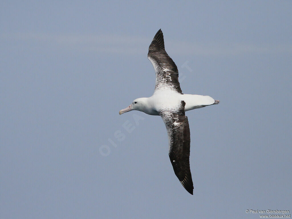 Albatros royaladulte