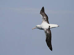 Southern Royal Albatross