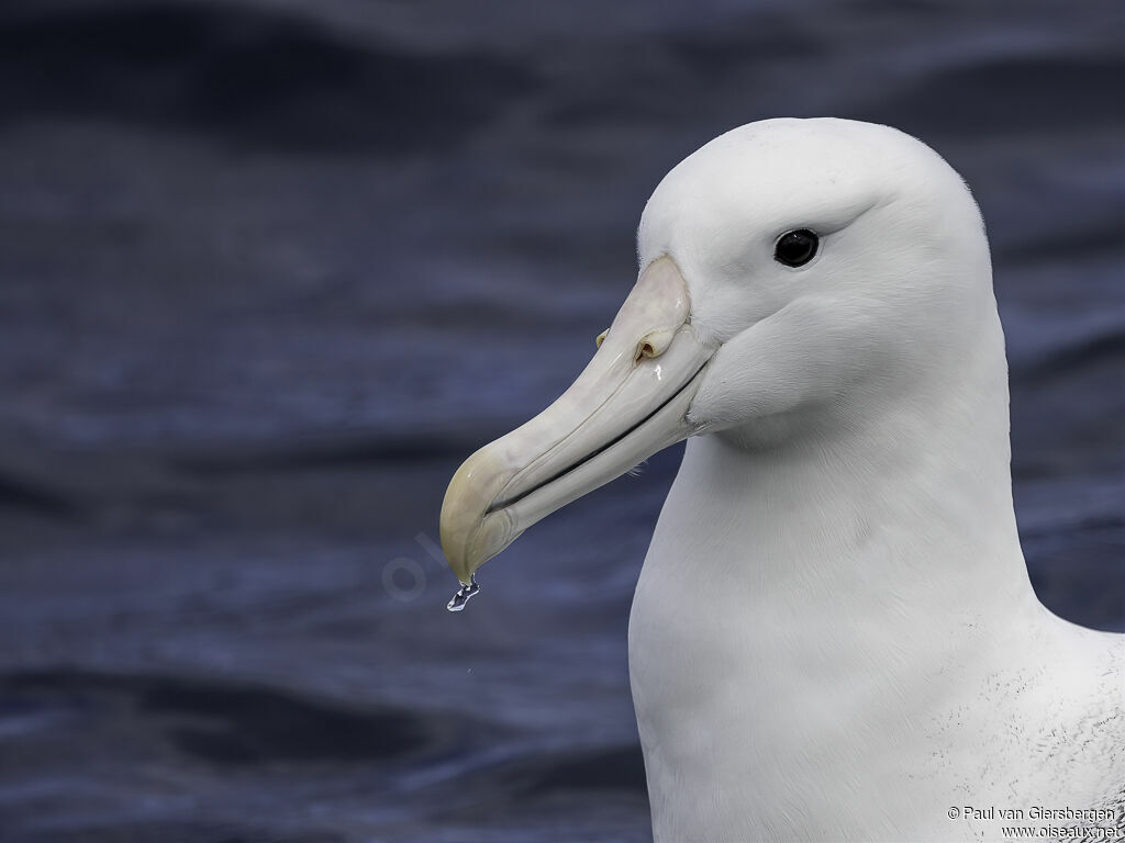 Southern Royal Albatrossadult