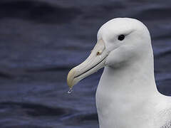 Southern Royal Albatross