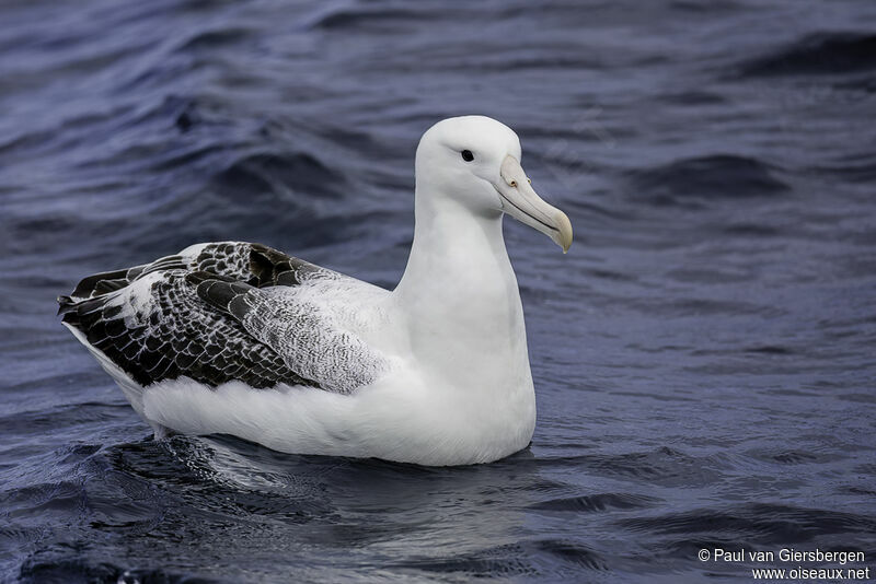 Albatros royaladulte