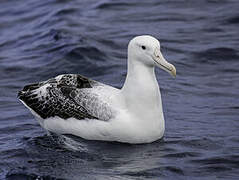 Southern Royal Albatross