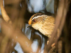 Rusty-capped Fulvetta