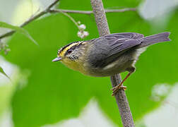 Yellow-throated Fulvetta