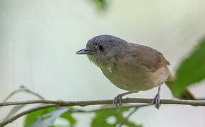 Brown-cheeked Fulvetta