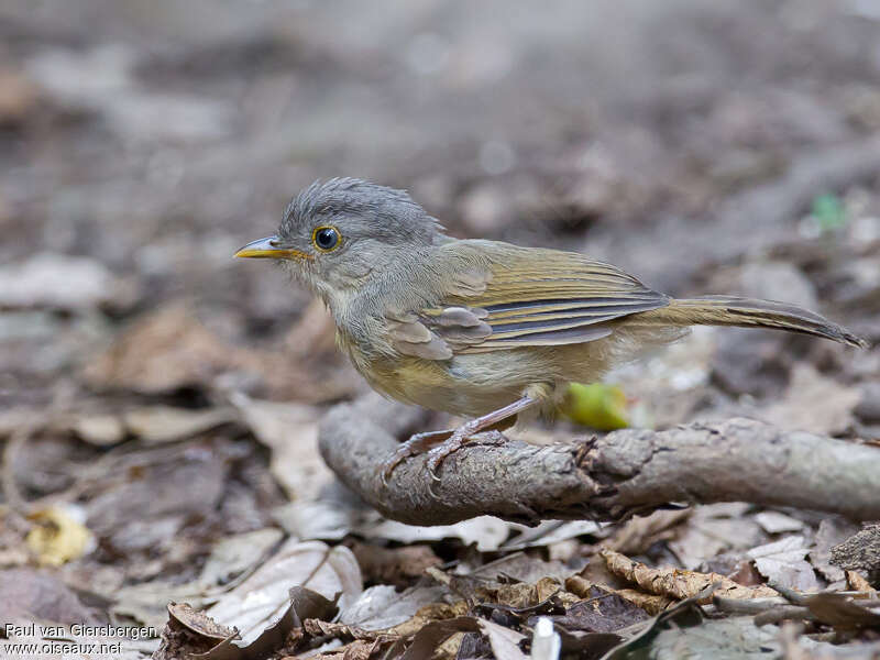 Alcippe à joues brunesadulte, identification