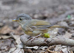 Brown-cheeked Fulvetta