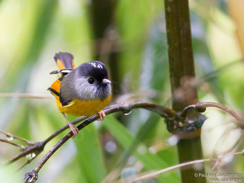 Golden-breasted Fulvetta