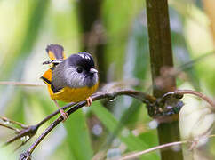 Golden-breasted Fulvetta