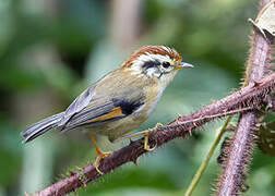 Rufous-winged Fulvetta