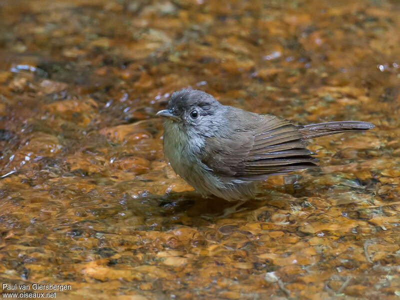 Brown Fulvettaadult, identification