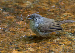 Brown Fulvetta