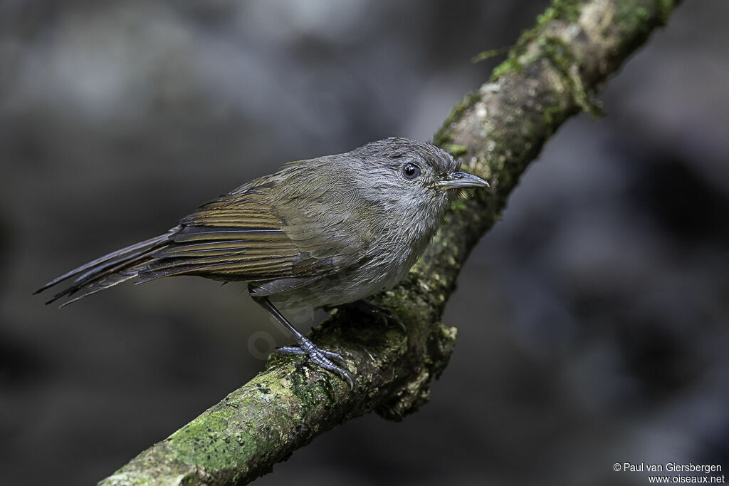 Brown Fulvettaadult