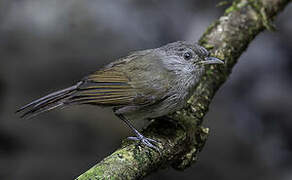 Brown Fulvetta