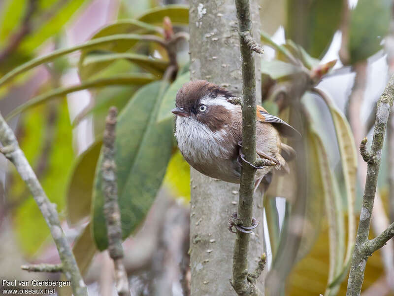 White-browed Fulvettaadult, close-up portrait, Behaviour