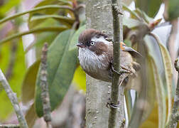 White-browed Fulvetta