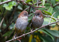 Brown-throated Fulvetta