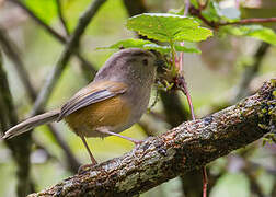 Manipur Fulvetta