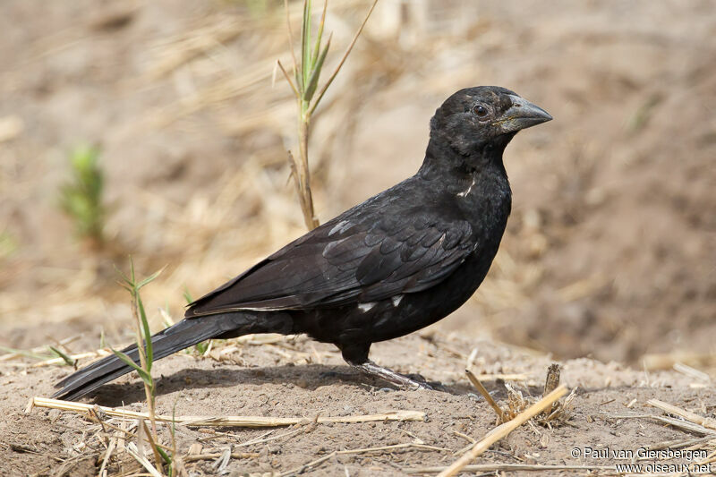 White-billed Buffalo Weaver