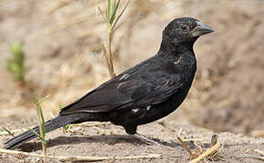 White-billed Buffalo Weaver