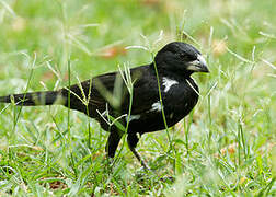 White-billed Buffalo Weaver