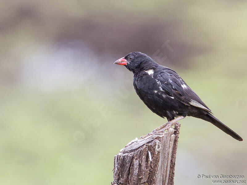 Red-billed Buffalo Weaveradult